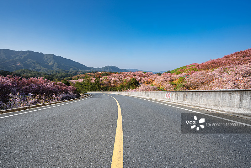 柏油路与盛开的粉色樱花，福建三明图片素材