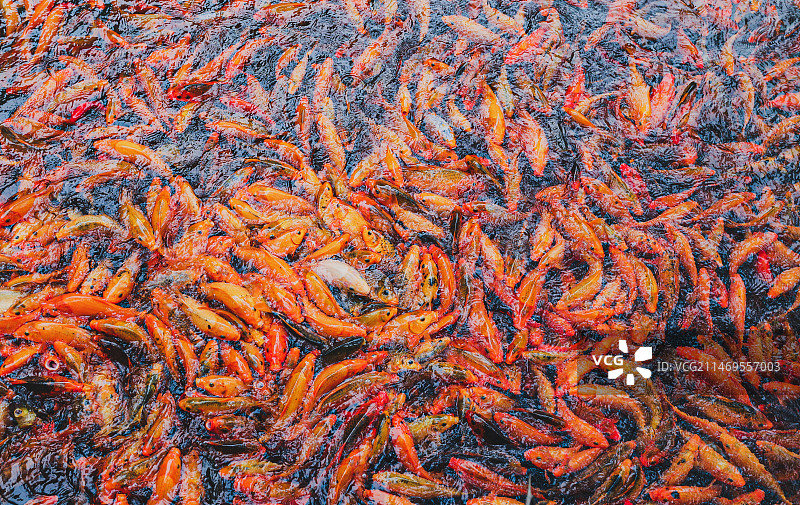 池塘里的红色鲤鱼图片素材