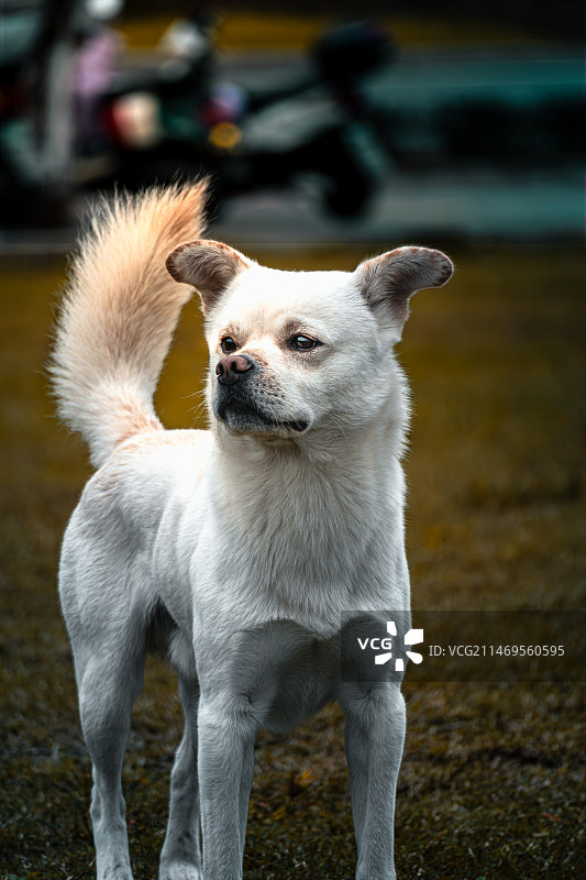 眺望的狗图片素材