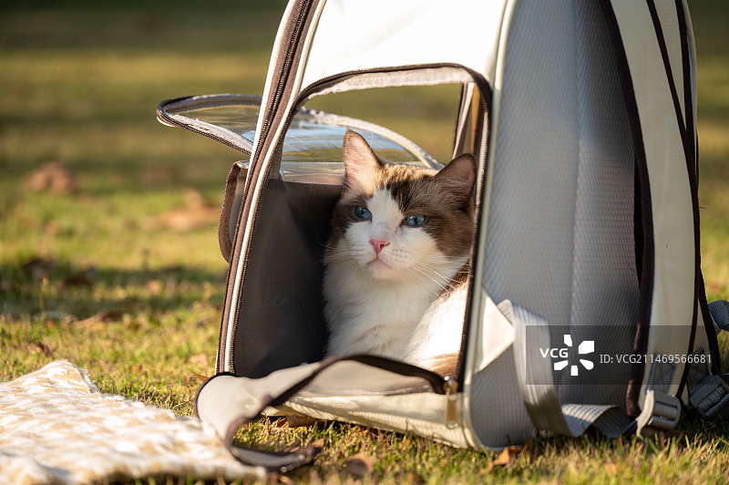 离人心上秋意浓图片素材