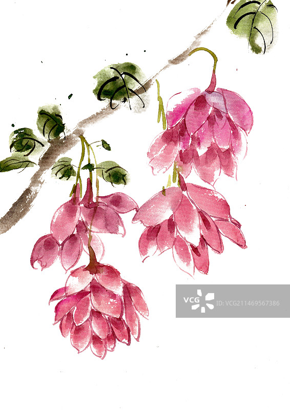 粉红色的海棠图片素材