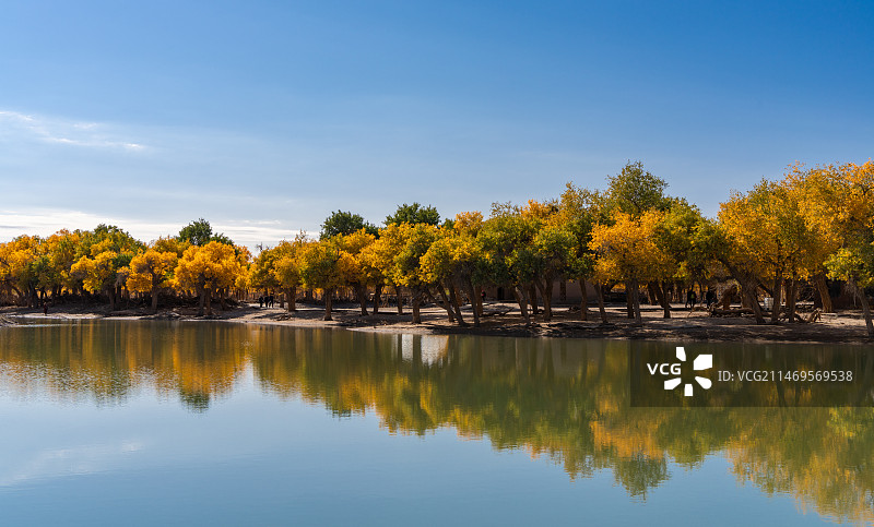 油画林胡杨图片素材