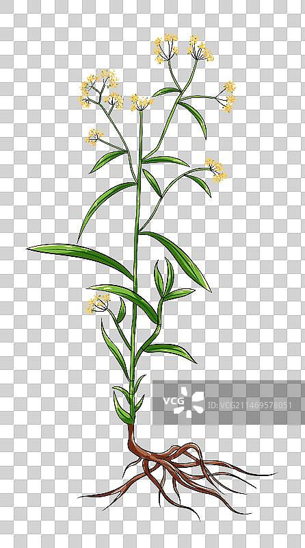 中草药线稿白描柴胡免扣元素插画图片素材