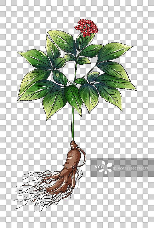 中草药线稿白描人参免扣元素插画图片素材