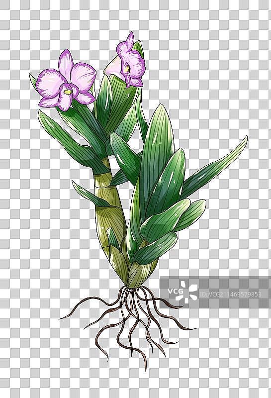 中草药线稿白描石斛免扣元素插画图片素材