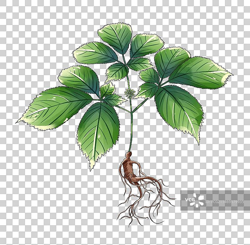 中草药线稿白描西洋参免扣元素插画图片素材