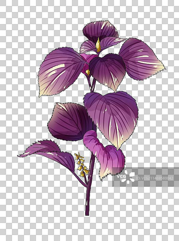中草药线稿白描紫苏免扣元素插画图片素材