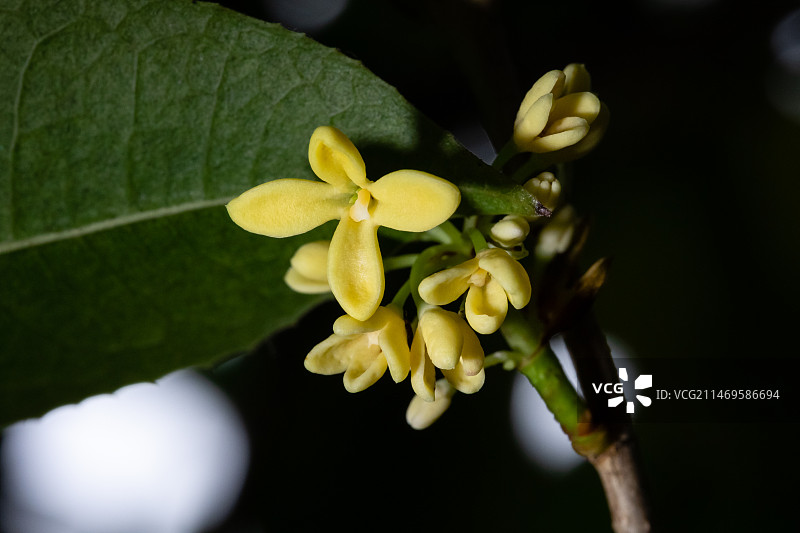 淡黄白色四季桂花开枝头图片素材