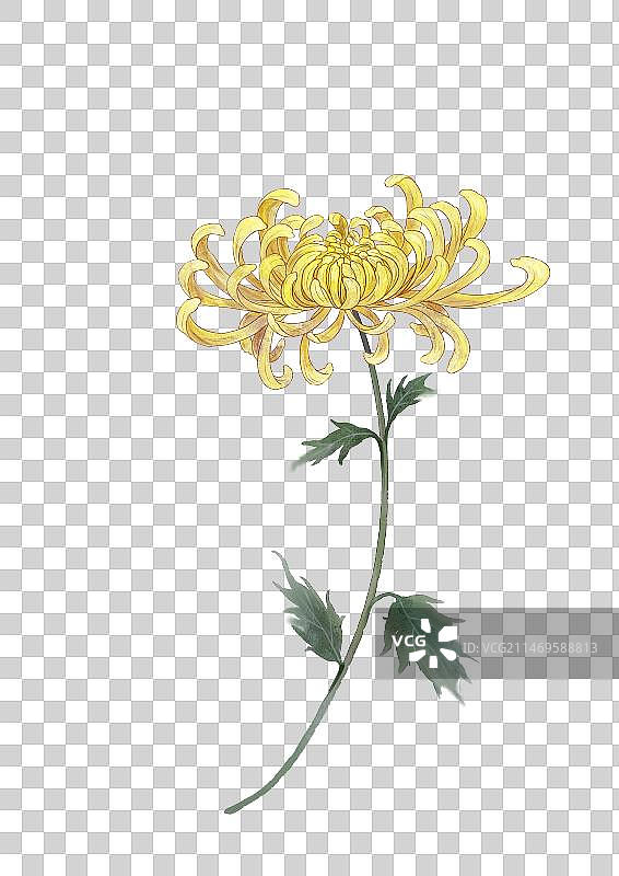菊花特写镜头一图片素材
