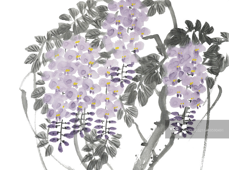 中国画水墨画花卉《紫藤》图片素材