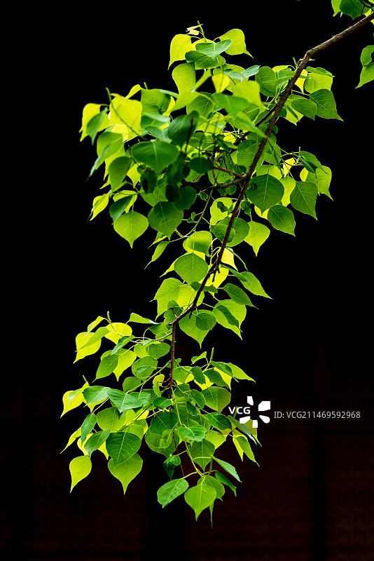 黑色背景下带有绿叶的树干图片素材