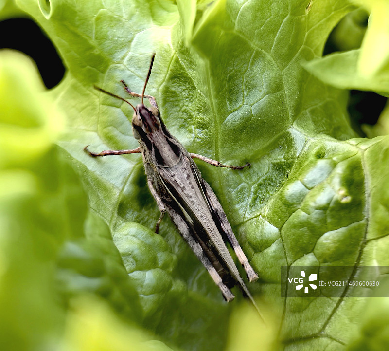 菜叶上的蝗虫图片素材