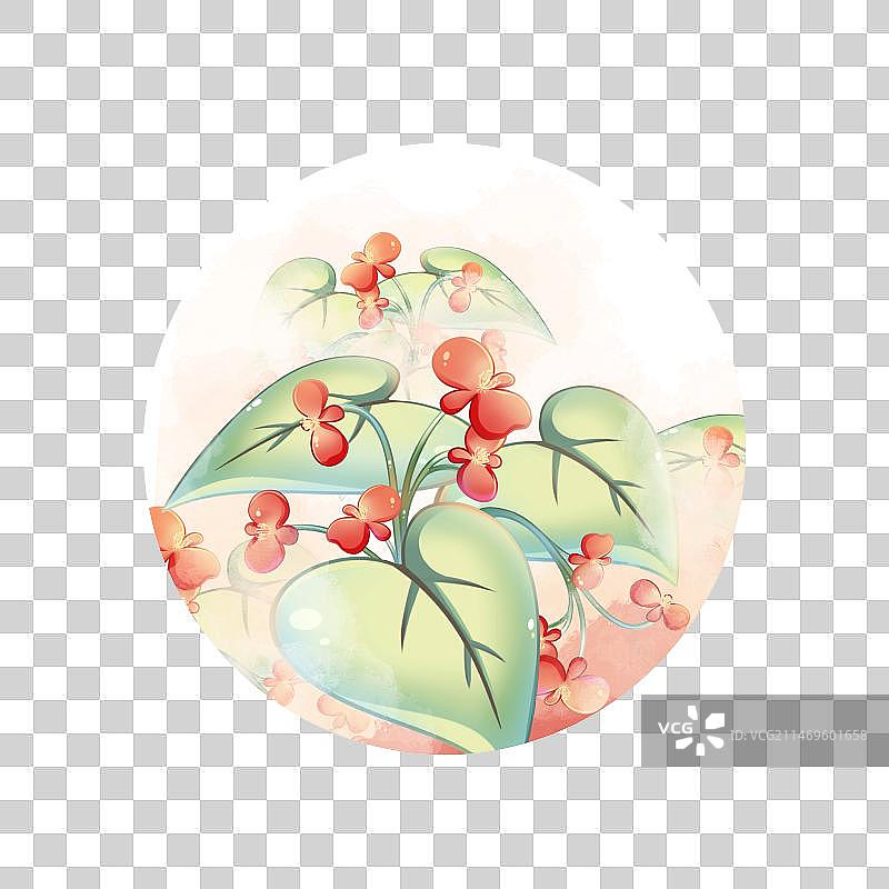 秋海棠，清新卡通花卉系列免扣元素图片素材