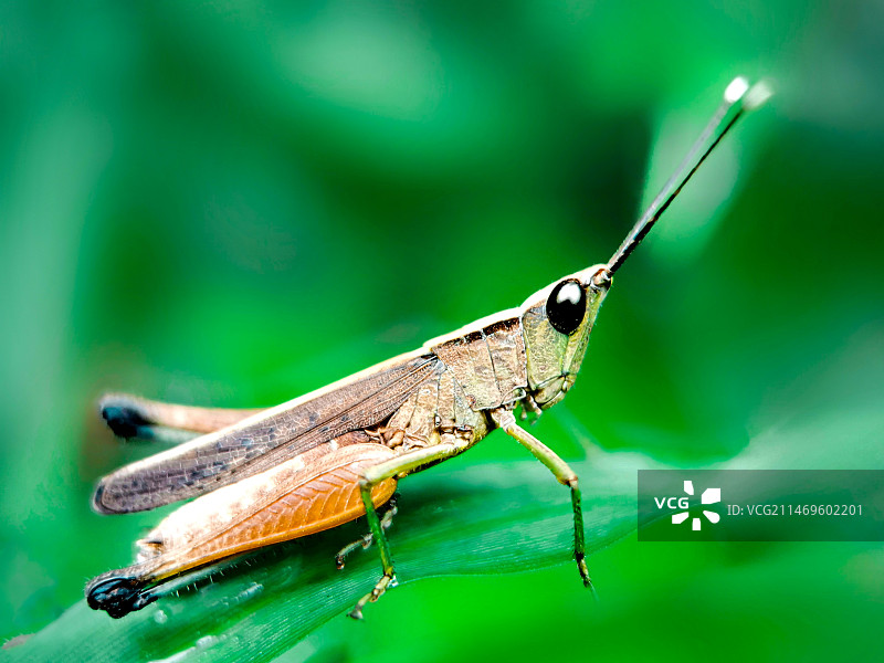 叶上昆虫特写镜头图片素材