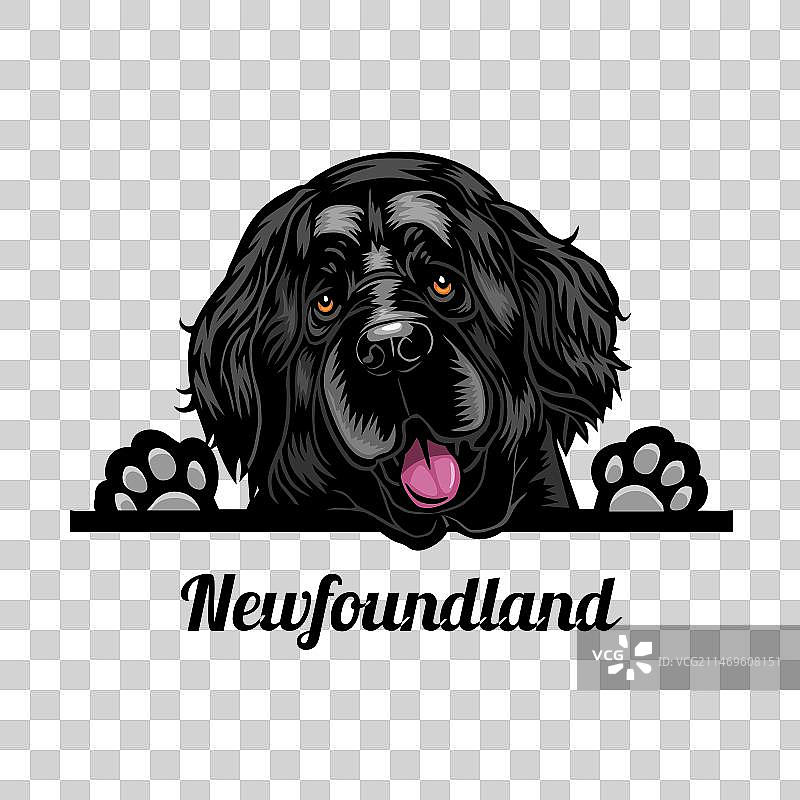 纽芬兰犬 - 彩色小狗品种面部图片素材