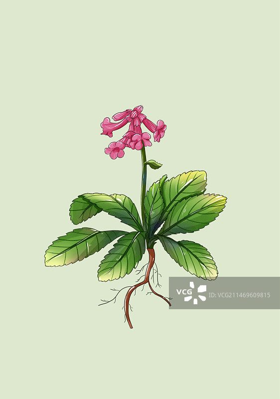 手绘中草药地黄特写植物插画图片素材