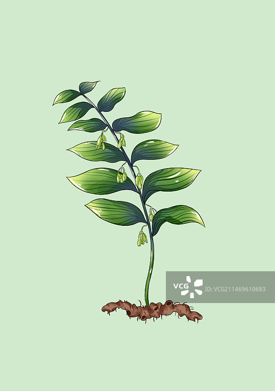 手绘中草药黄精特写植物插画图片素材