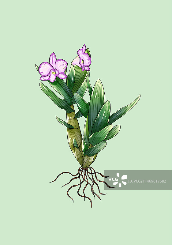 手绘中草药石斛特写植物插画图片素材