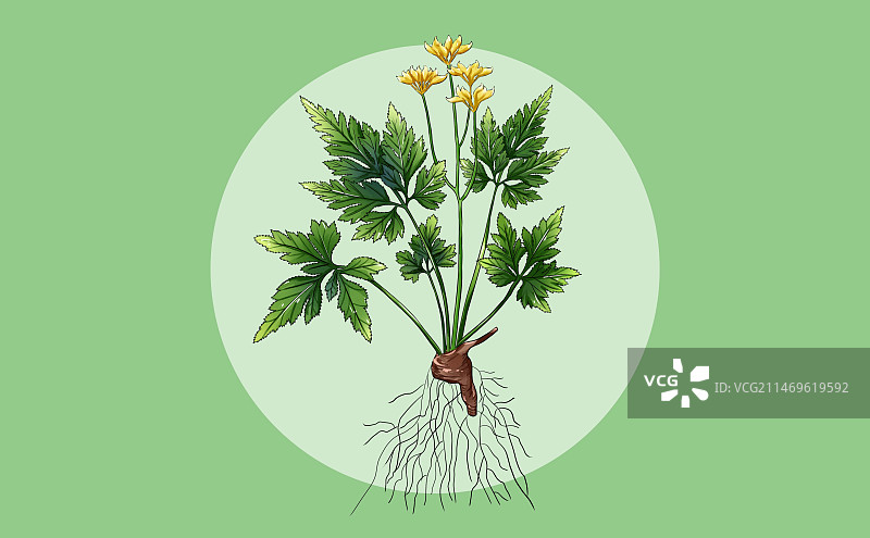 手绘中草药黄连特写植物插画图片素材