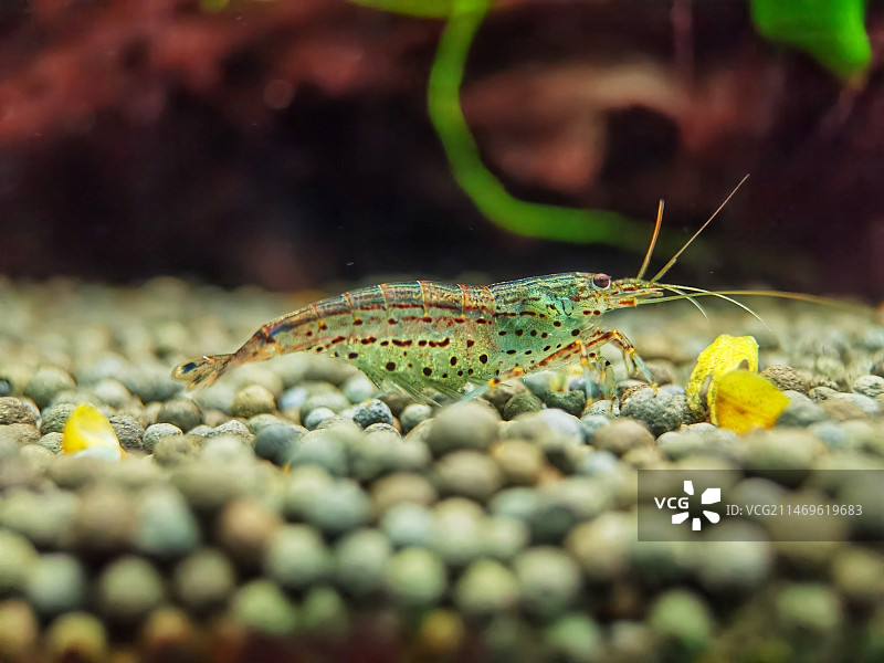 鱼缸里的小虾图片素材