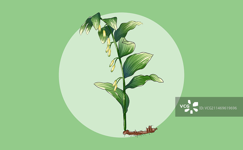 手绘中草药玉竹特写植物插画图片素材