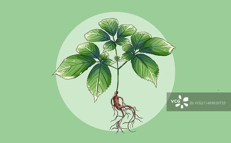手绘中草药西洋参特写植物横版插画图片素材