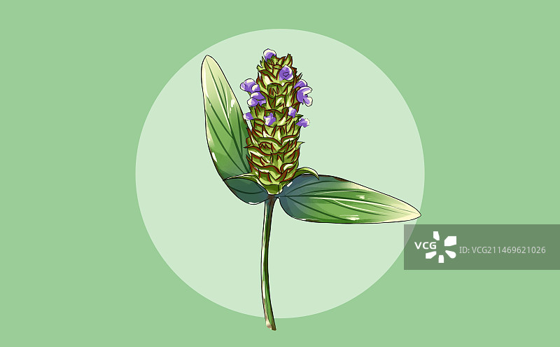 手绘中草药夏枯草特写植物横版插画图片素材