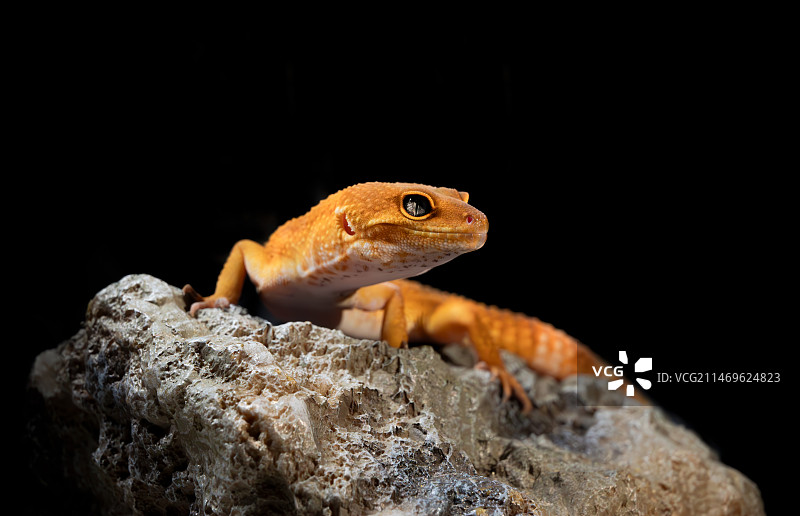 豹纹守宫图片素材