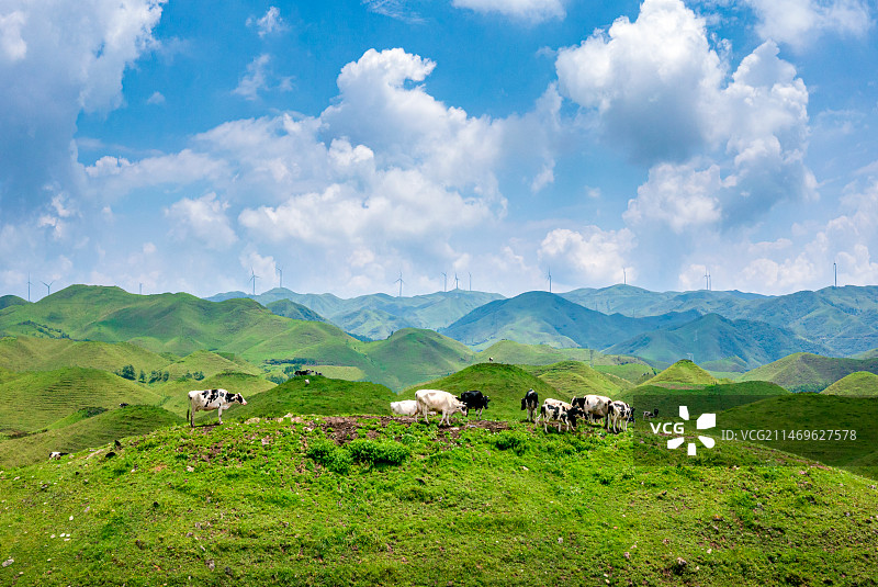 邵阳南山牧场成群奶牛美丽风光图片素材