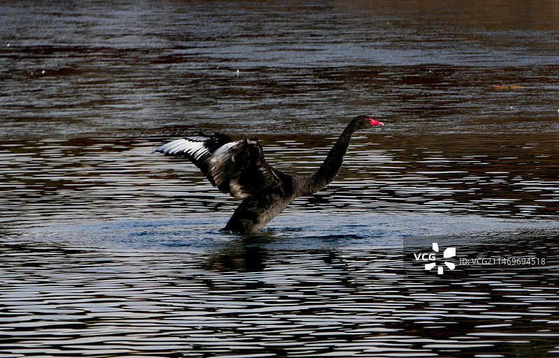 黑天鹅图片素材