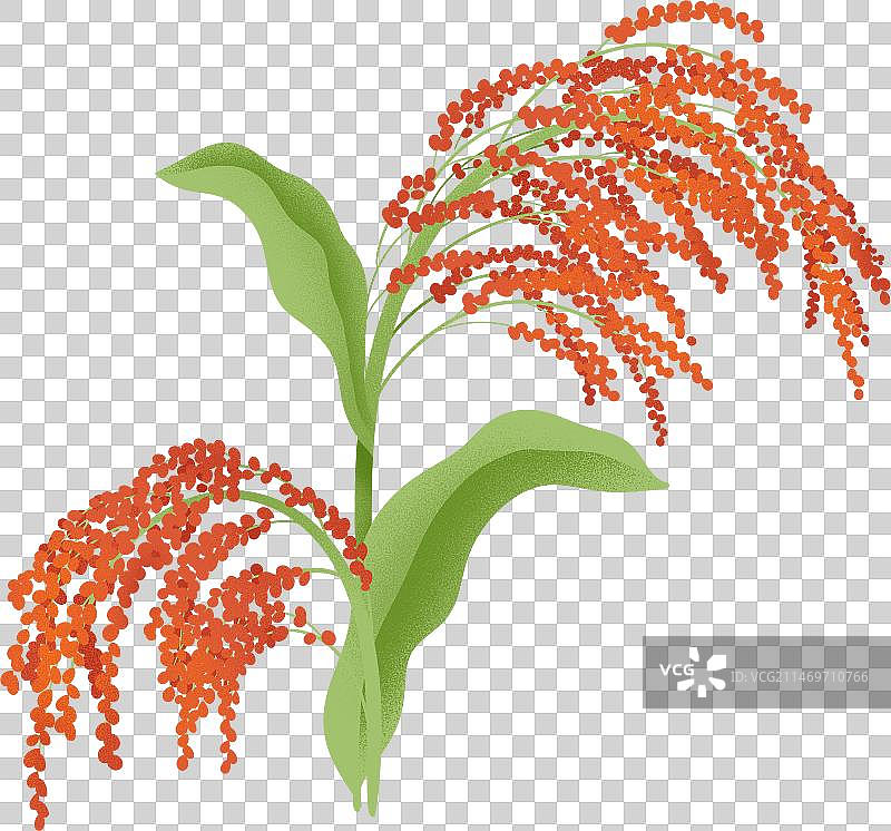 红高粱谷物叶子颗粒噪点插画图片素材