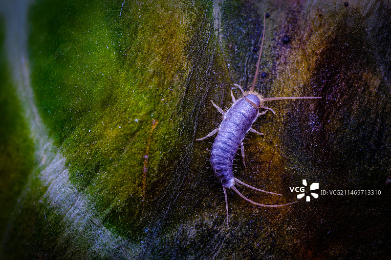 十年潦倒空湖海，半生浮沉伴蠹鱼图片素材