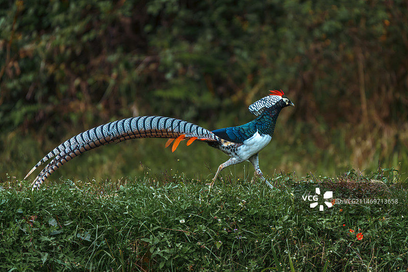 白腹锦鸡图片素材