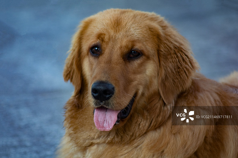 金毛犬的特写镜头图片素材