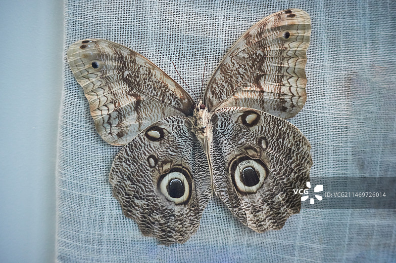 猫头鹰环蝶图片素材