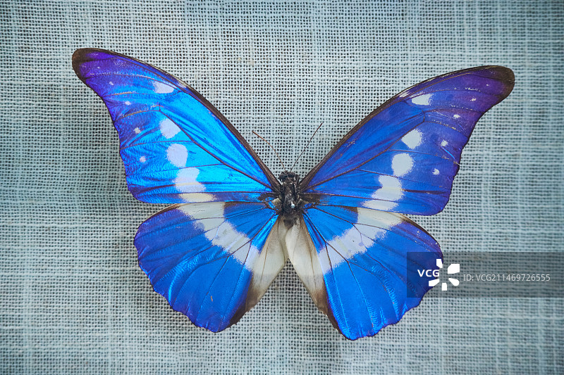 光明女神闪蝶图片素材