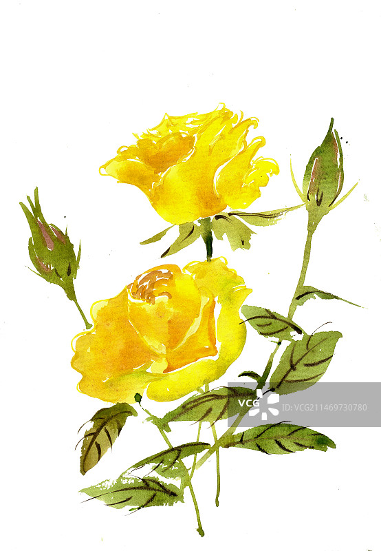 黄色的月季花图片素材