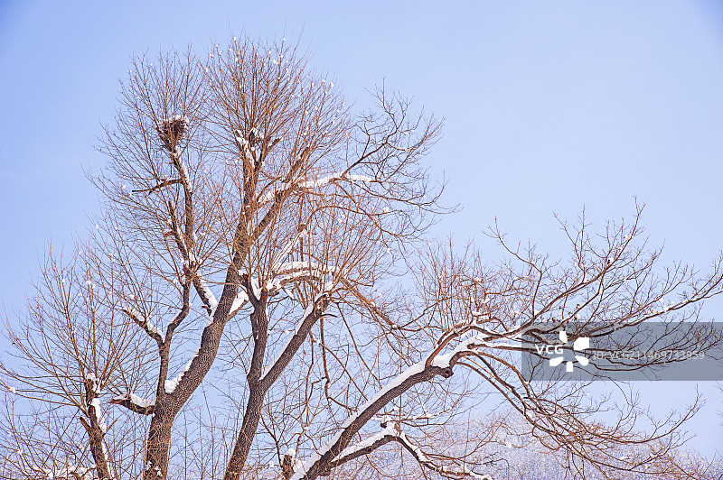 故乡的冬天，大雪覆盖小山村的老屋，树上的喜鹊窝也落满了雪图片素材