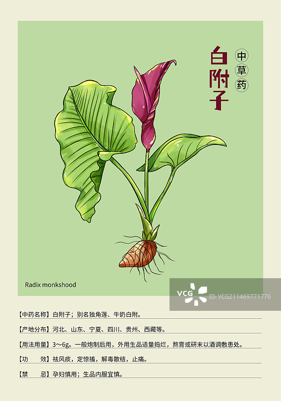 手绘中草药白附子特写植物插画版式设计海报图片素材
