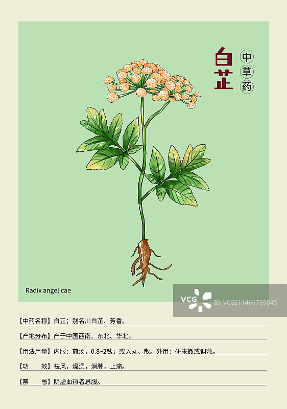 手绘中草药白芷特写植物插画版式设计海报图片素材