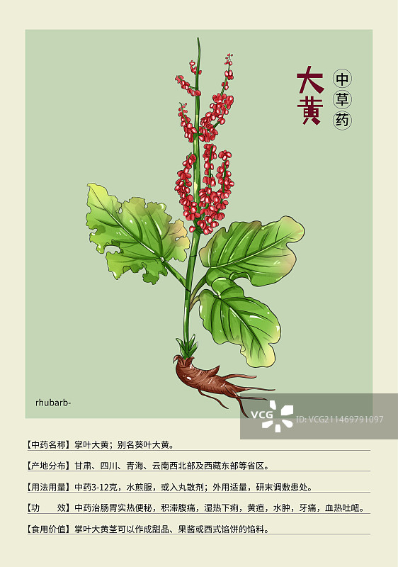 手绘中草药大黄特写植物插画版式设计海报图片素材