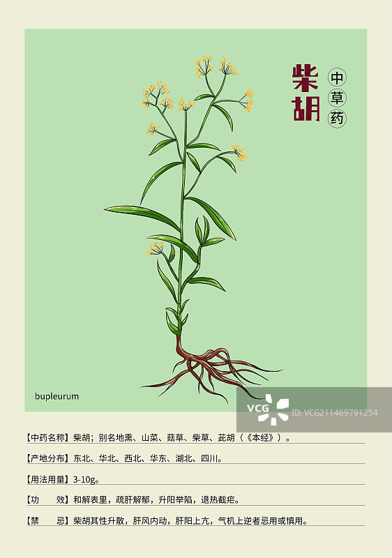 手绘中草药柴胡特写植物插画版式设计海报图片素材