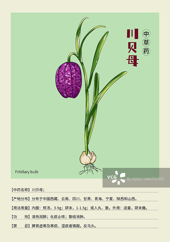 手绘中草药川贝母特写植物插画版式设计海报图片素材