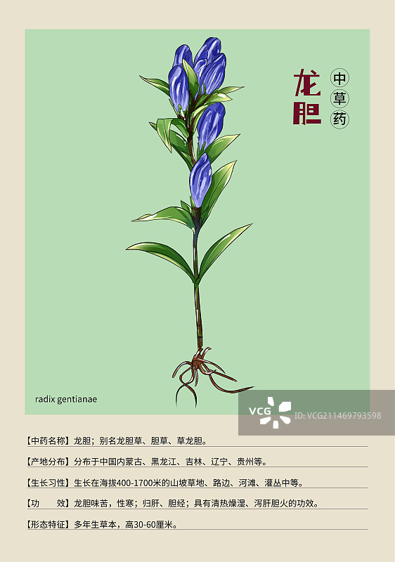 手绘中草药龙胆特写植物插画版式设计海报图片素材