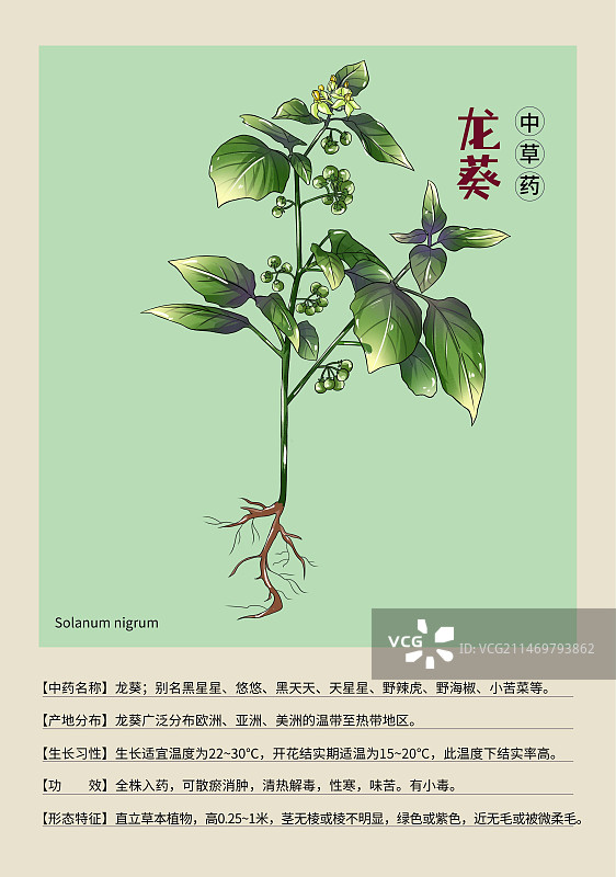手绘中草药龙葵特写植物插画版式设计海报图片素材