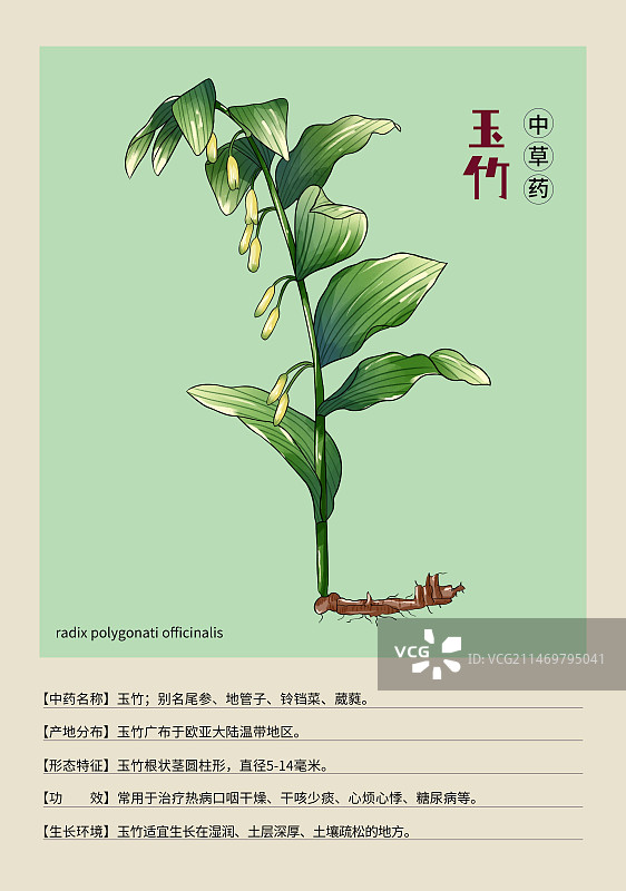 手绘中草药玉竹特写植物插画版式设计海报图片素材