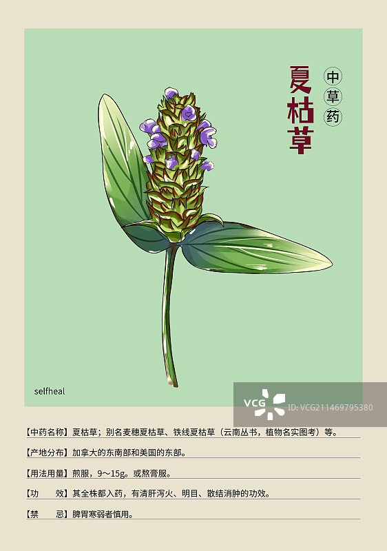 手绘中草药夏枯草特写植物插画版式设计海报图片素材