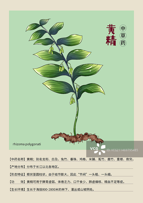 手绘中草药黄精特写植物插画版式设计海报图片素材