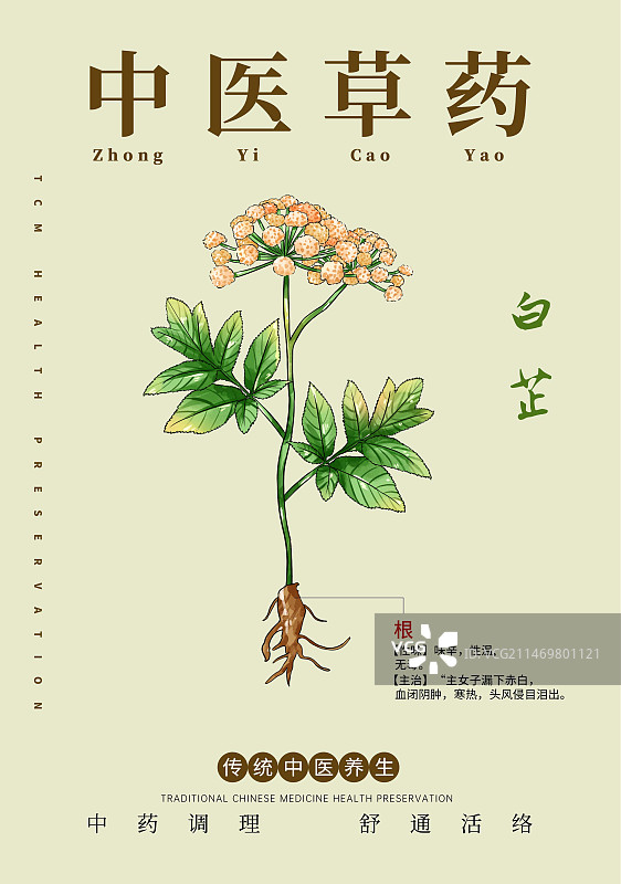 手绘中草药白芷特写植物插画版式设计海报图片素材