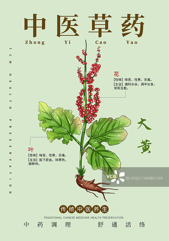 手绘中草药大黄特写植物插画版式设计海报图片素材